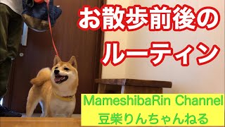 【豆柴】りんちゃんのお散歩前後のルーティン vol.24     Shibainu Rinchan