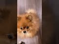 【天使】うちの犬がかわいすぎる。。。【きょうのわんこ】#shorts