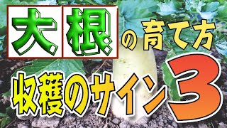 #8.収穫のサイン３つ！大根を収穫した後にする事【これをすることで次、育てるとき甘くなります！】美味しい大根の見分け方も説明します❗