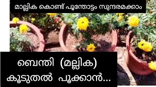 ബെന്തി ചെടി കൂടുതൽ പൂവിട്ട് നില്കാൻ ചെയ്യേണ്ടത്