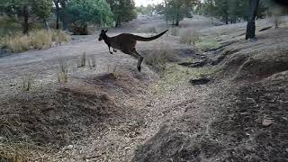 Kangaroo Jumps Creek