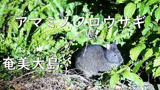 奄美大島のアマミノクロウサギ（流し見・資料用）