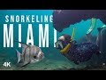 Snorkeling in Biscayne National Park Miami - Secret Location Discovered