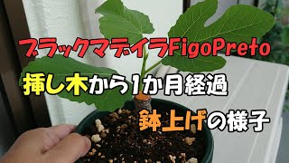 ブラックマデイラFigoPreto(仮) 挿し木1か月後と鉢上げの様子