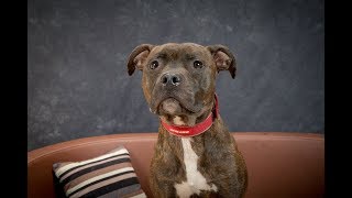 Sambucca - Staffie - 4 Weeks Residential Dog Training