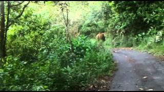 Gavi Kerala, Elephants attack on our car by Vaishanav sajith