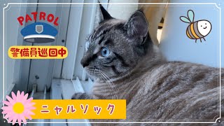 自称 自宅警備猫のニャート【ニャルソック】