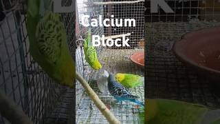 Calcium Block budgies #parrots #birdslover #calcium #trending  #beautifulbird like \u0026 subscribe