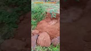 🌱கொள்ளு முளைச்சிருச்சு மா பலா நெட்டாச்சு🌳#sip #gram #plants #mango #jackfruit#garden#rain #life #new