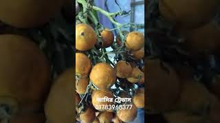 সুপারির বাগান থেকে সুপারি নিয়ে ব্যবসা