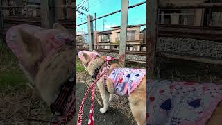 西武柳沢の線路脇さんぽ【介助犬と桃にゃん】 #柴犬介助犬 #介助犬るな #介助犬と桃にゃん #介助犬 #dog #doglover #cutedog #柴犬