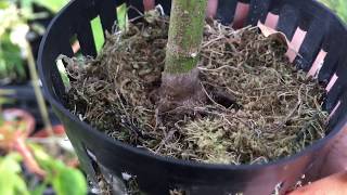 【阿和豆盆栽】 水苔種植根盤生長快速?Use Sphagnum moss  to quickly grow root flare?