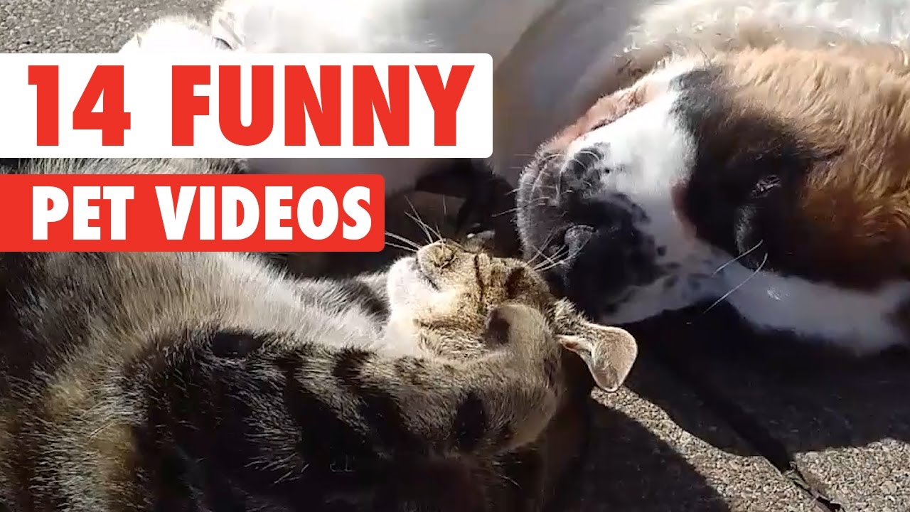 14 Funny Pet Videos Compilation 2016 Youtube