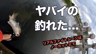 【巨大魚】シーバス釣りしてたらやばいやつが釣れた【シーバス】