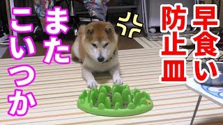 柴犬小春　【にらめっこ】早食い防止皿にこだわる飼い主はあきらめない