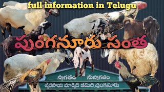 Punganuru Market గొర్రెలు, మేకలు, కోళ్ళు | పుంగనూరు సంత ప్రతి గురువారం | Crazy Boy Crazy Mohan