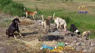 इचलकरंजीत भटक्या कुत्र्यांच्या हल्ल्यात वृद्ध महिलेचा मृत्यूू