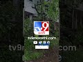 nashik rain नाशकात जोरदार पावसामुळे झाड विद्यूत तारांवर पडले tv9