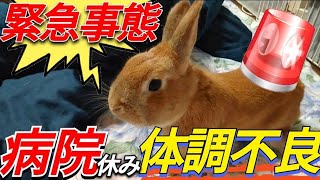 【うさぎ緊急事態】病院休みに突然の体調不良⁉️【命拾いした対処法】