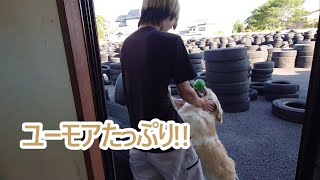 ユーモアたっぷりにほっこりする。ゴールデンレトリバーティト大型犬