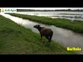 এজেএস এগ্রো র মহিষ যেভাবে বেড়ে উঠে buffalo ajs agro