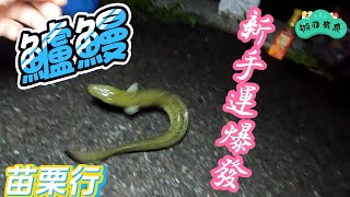 苗栗遊 溪邊 釣鱸鰻 鱸鰻教學 新手運爆發中 三人終於合體 吳郭魚 捲仔 蚯蚓 鐵板 磯釣 沉底 天亞 岸拋 米諾 路亞 軟蟲 #fishing #游刃有魚