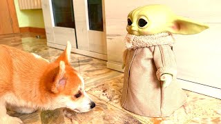 Corgi Puppy is Afraid of Baby Yoda (Grogu) - Dio the Corgi