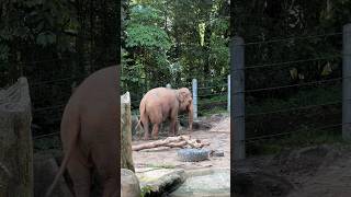 Glimpse from 🇸🇬 Zoo #travel #shorts #giraffe #singapore #peace #elephants