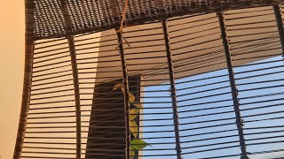 Petrea volubilis training on day bed