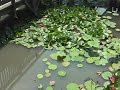 熊取町「長池オアシス水生植物池」保守終了：グラナ導入１号機