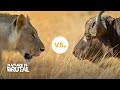 Why these Lions Shouldn't Have Challenged the Buffaloes I Nature is Brutal