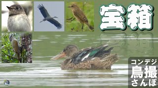 コンデジ鳥撮散歩　秋の曇天宝箱　兵庫県・北播磨