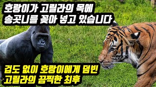 호랑이 VS 고릴라 싸움 대결 호랑이가 고릴라의 목에 송곳니를 꽂아 넣고 있습니다 겁도 없이 호랑이에게 덤빈 고릴라의 끔찍한 최후