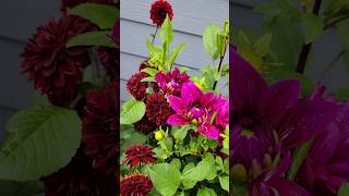 ✨️Americaல Dahlia பூ செடி இவ்வளவு Easyயா வளர்க்கலாமா? #usa #gardening #dahlias #vlog #shorts #garden