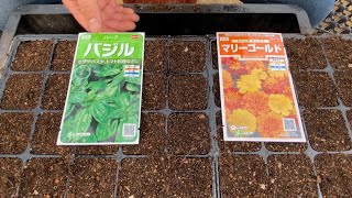 夏野菜とコンパニオンプランツ