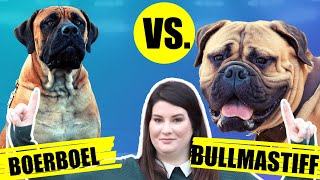 BOERBOEL VS BULLMASTIFF