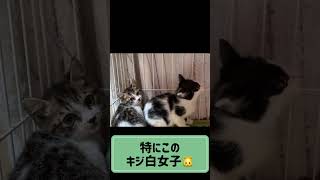 【#shorts】新たな保護っ子4にゃん。ビートルズチーム。【保護猫】