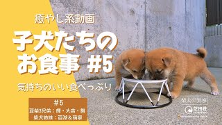 【かわいい柴犬＆豆柴の子犬たちの食事】子犬のお食事シリーズ#5【柴犬ブリーダー・柴犬の実家・芝田荘】