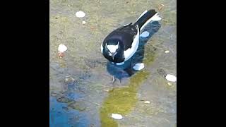 さえずる鳥　セグロセキレイ