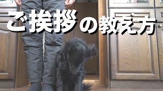 【犬のしつけ】愛犬が上手に挨拶出来るようになるコツを紹介します！【挨拶教え方】