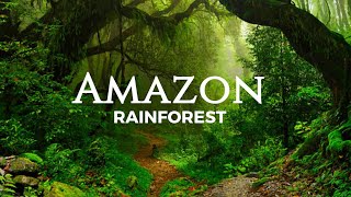 Amazon Rainforest | The World’s Largest Tropical Rainforest | Jungle Sounds | Relaxation | Amazon 4K