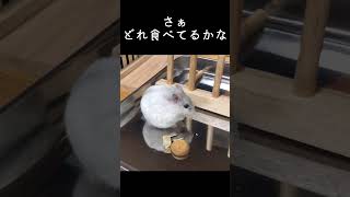 【本日のおやつシリーズ】どれ食べるかなジャンガリアンハムスターちゅうたくん＃shorts#ジャンガリアン #ハムスター #おやつ