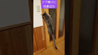 自分でドアを開ける猫