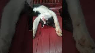 നിങ്ങളുടെ വീട്ടിൽ പൂച്ച ഉണ്ടോ#cat #like #live #naturals  #catvideos