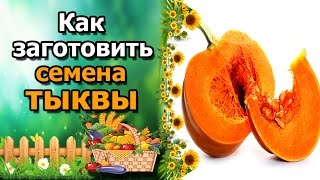 🎃Как собрать семена тыквы. Заготовка семян мускатной тыквы.