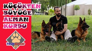 KÜÇÜKTEN BÜYÜĞE ALMAN ÇOBAN KÖPEĞİ ÖZELLİKLERİ VE RENK DEĞİŞİMİ