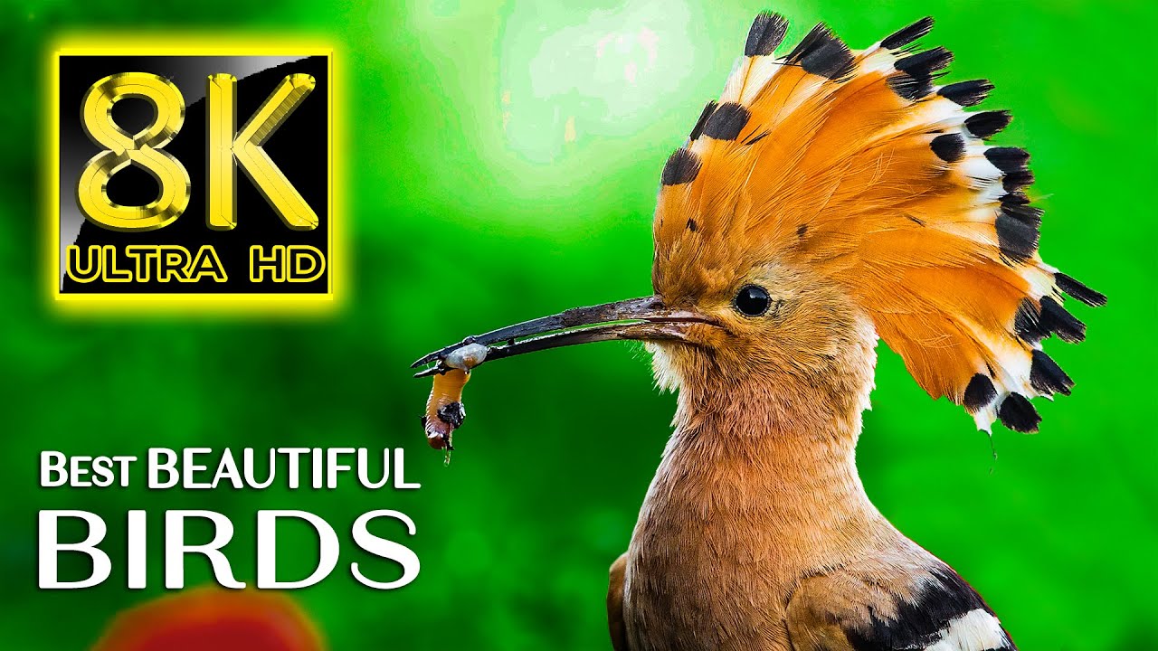 Best Beautiful BIRDS COLLECTION In 8K ULTRA HD - Nature Sounds Relaxing ...