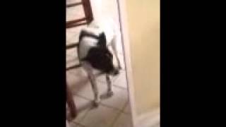Zoey the dog is scared of her reflection