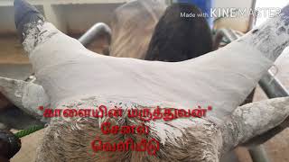 # Horn Care in Cattle ஜல்லிக்கட்டு காளைகளில் கொம்பு பராமரிப்பு