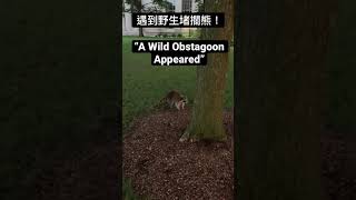 遇見野生堵攔熊 “A wild Obstagoon appeared!” #shorts